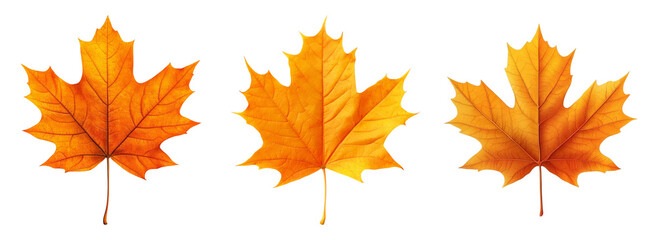 Obraz premium Isolated Autumn Leaves on Transparent Background