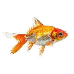 Orange Comet Goldfish: A vibrant orange comet goldfish, its fins elegantly spread, swims gracefully against a clean background. The image captures the fish's lively colors and delicate details. 