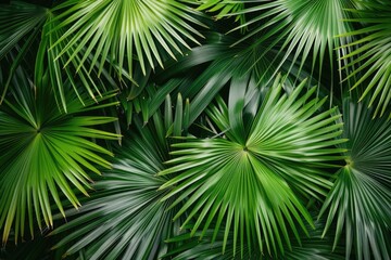 Tropical palm leaves. Flat lay  top view