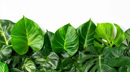 Green leaves of tropical plants bush floral arrangement indoors garden nature backdrop isolated on white background
