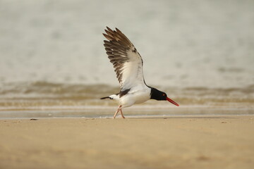 Oystercatcher taking off