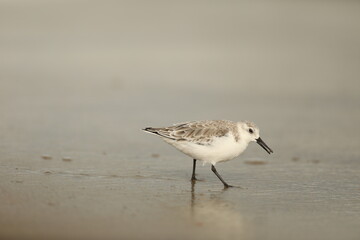 Sanderling looking for food on the beach