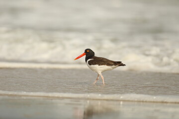 Oystercatcher walking in the surf 