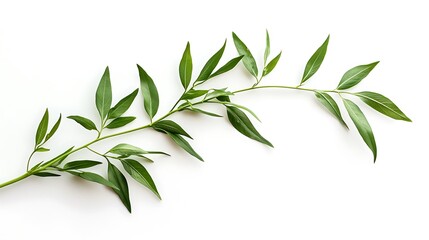 Obraz premium Bright green branch mockup on pure white background close up photo. AI Generated