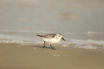 Sanderling running on the beach