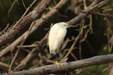 Snowy egret on branches