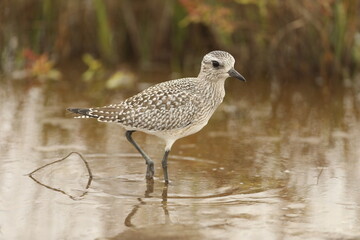 Golden plover in wetland