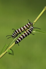 Queen butterfly caterpillars