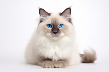 Portrait of a cute ragdoll cat over white background