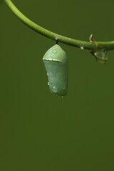 Queen butterfly chrysalis