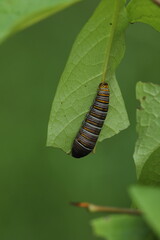 Zebra swallowtail butterfly caterpillar eating pawpaw leaf