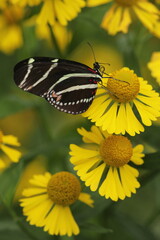 Zebra longwing butterfly on sneezeweed flower