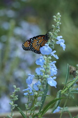 Queen butterfly on blue sage flower