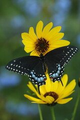 Female black swallowtail butterfly on showy sunflower