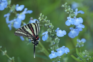 Zebra swallowtail butterfly on blue sage flowers