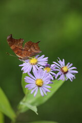Obraz premium Question mark butterfly on smooth blue aster flowers