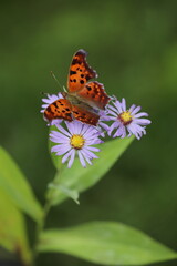 Obraz premium Comma butterfly on smooth blue aster