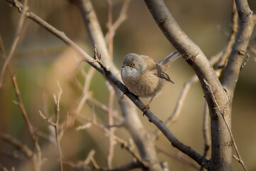 Sardinian Warbler perched on a tree in the morning light