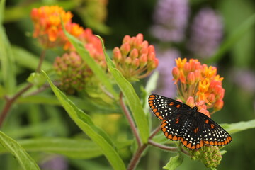 Baltimore checkerspot butterfly on orange milkweed flowers