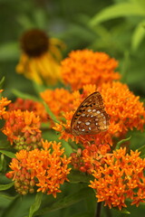 Great spangled fritillary butterfly on orange milkweed flowers