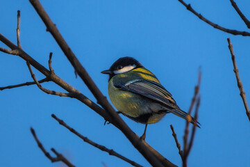 Great Tit perched on a tree in the morning light