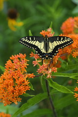 Anise swallowtail butterfly on orange milkweed flowers. 