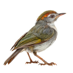 Fototapeta premium Green-Crested Warbler: A vibrant and captivating green-crested warbler, showcasing its distinctive plumage and captivating gaze, stands against a clean background.
