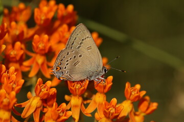 Edwards hairstreak butterfly on an orange milkweed flower