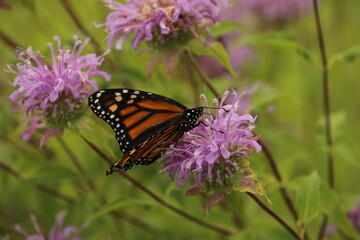 Monarch butterfly getting nectar from bergamot