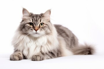 Fototapeta premium Portrait of a smiling siberian cat isolated on white background