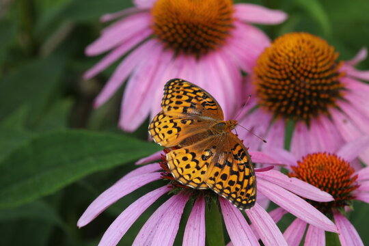 Great spangled fritillary butterfly on purple coneflower