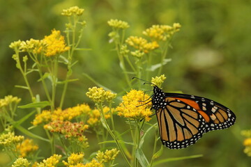 Monarch butterfly on grass leaved goldenrod