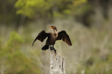 Cormorant stretching it's wings on a post, 