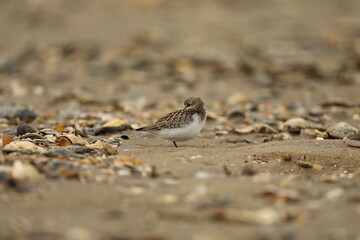 Shorebird resting on shell covered beach