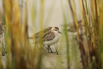 Least sandpiper in the grass