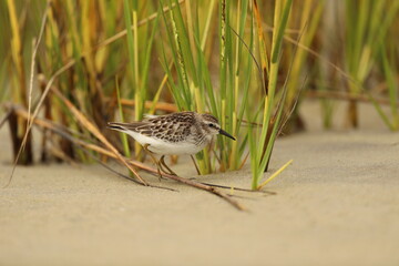 Least sandpiper among the beach grass