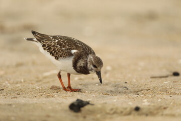 Golden plover on the beach