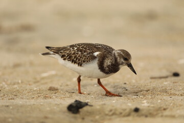 Golden plover on the beach