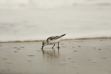Sanderling eating on bubbly beach