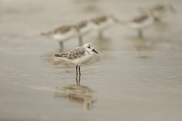 Sanderling in the water on the beach