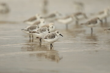 Sanderlings out on the beach