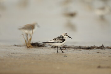 sanderling on the beach