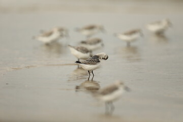 Sanderlings on the beech preening itself