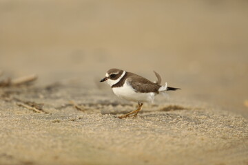 Semipalmated plover on beach