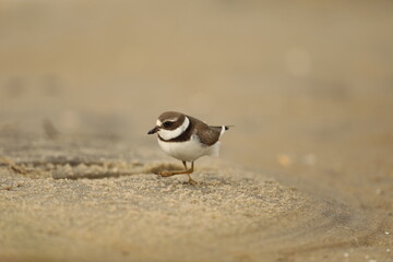 semipalmated plover on the beach