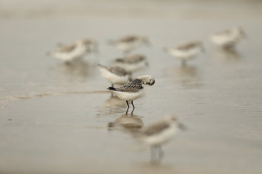 Sanderlings on the beech preening itself