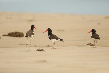 Group of banded oyster catchers on the beach
