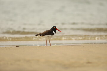 Oystercatcher on the beach