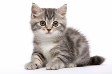 Obraz premium Portrait of a cute munchkin cat on white background