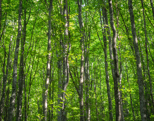 Carpathian Beech Forest: Gray Tree Trunks